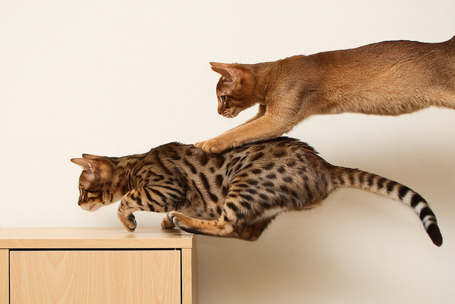 Cat jumping on another cat.