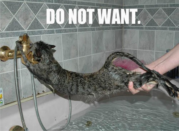 A cat resisting a bath