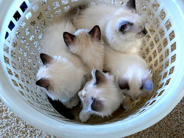 Cats in a basket
