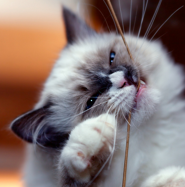 Cat playing with string