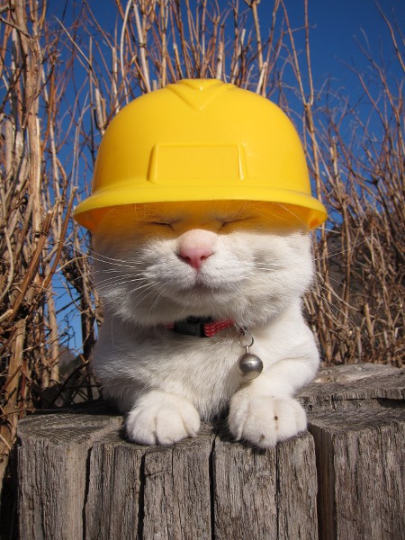 Builder kitty