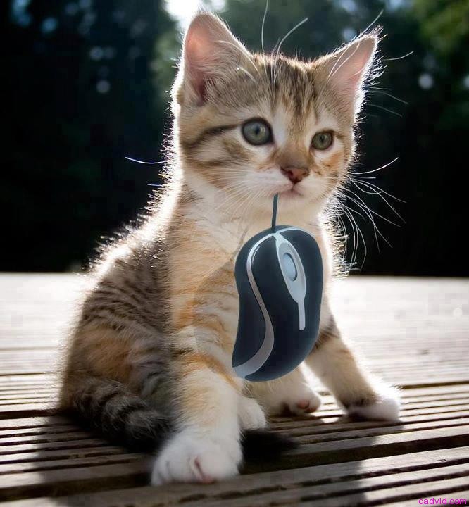 Cat steals mouse